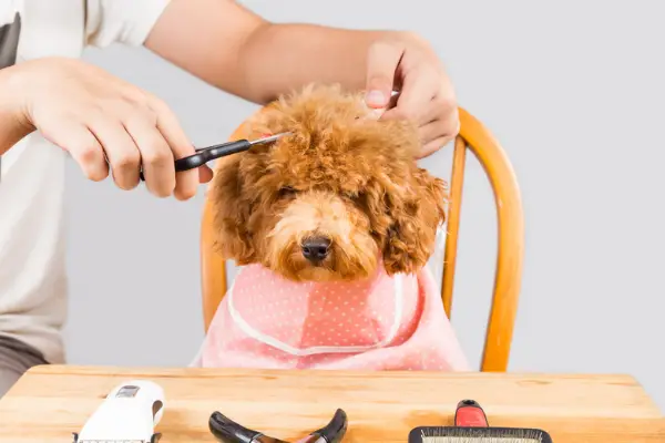 dog with bib being groomed in wooden chair dog with bib being groomed in wooden chair