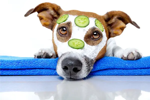 dog with cucumbers on face laying on a blue towel