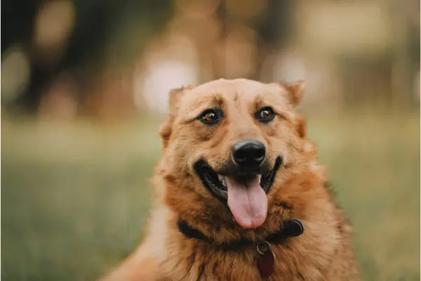 dog with heavy fur panting outside