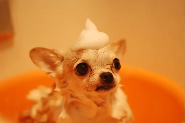 dog with shampoo on head