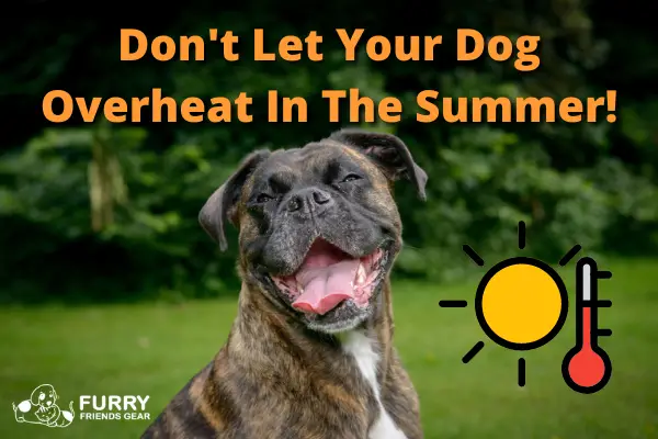 Evaporative Dog Cooling Vest, A Complete Review