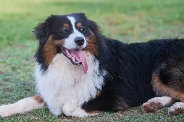 exhausted dog laying in the grass and panting