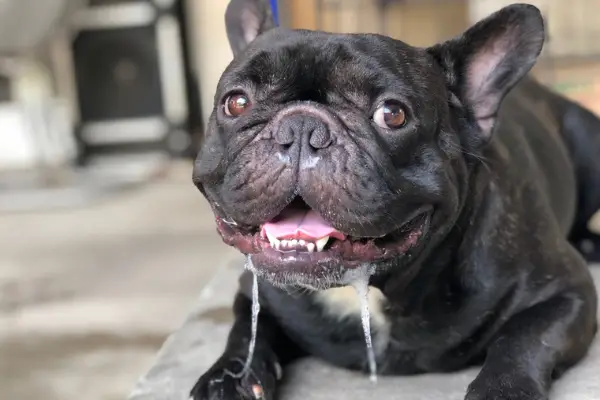 french bulldog laying down and drooling from the heat