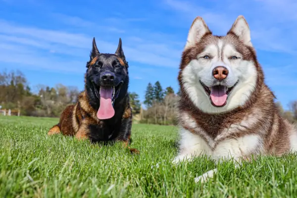 german shepard and husky panting in the grass