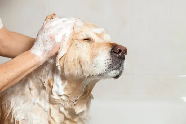 golden retriever getting shampooed in the bath tub