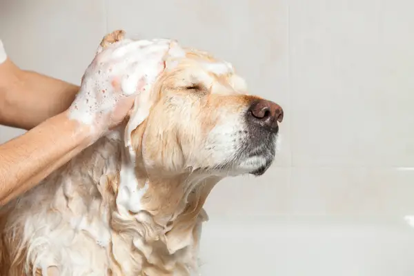 golden retriever getting shampooed in the bath tub golden retriever getting shampooed in the bath tub