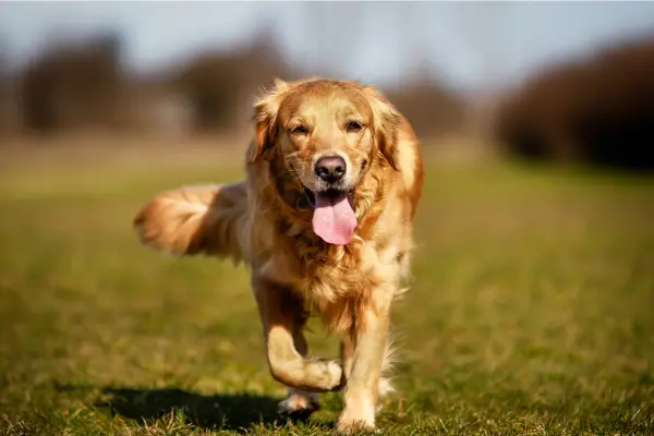 golden retriever running at the camera