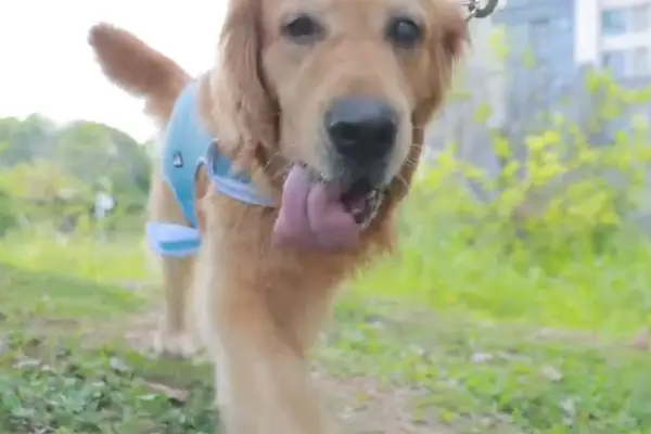 golden retriever walking with pecute dog cooling vest harness on