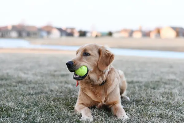 golden retriever with tennis ball in mouth