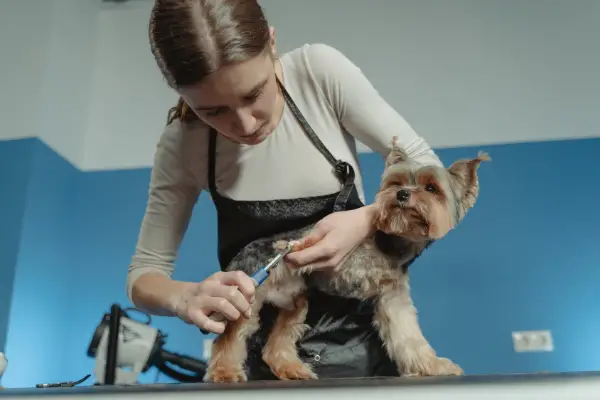 groomer trimming dog fur