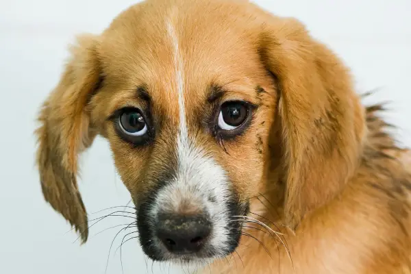 headshot of sad puppy