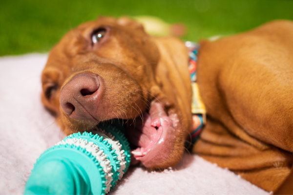 how do dog teeth cleaning toys work