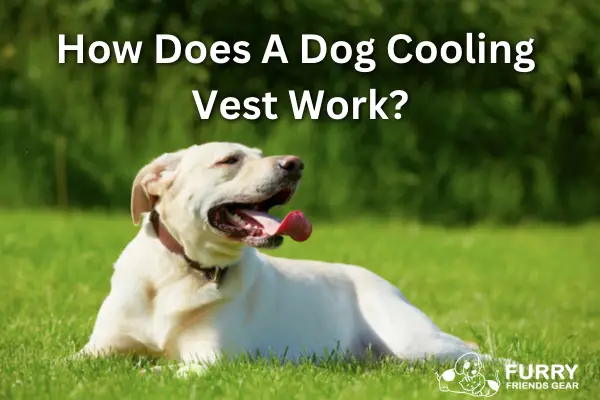 how does a dog cooling vest work