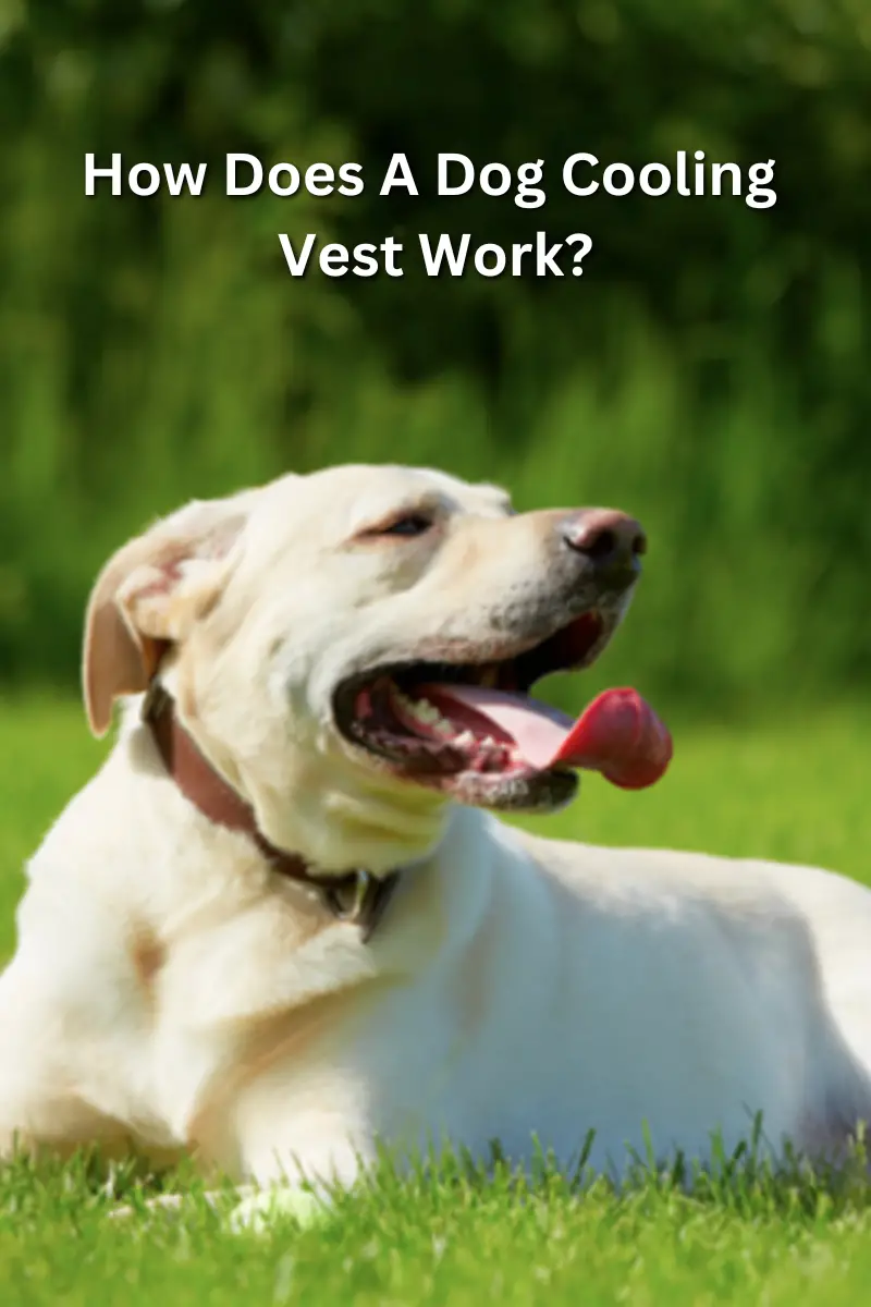 how does a dog cooling vest work PIN