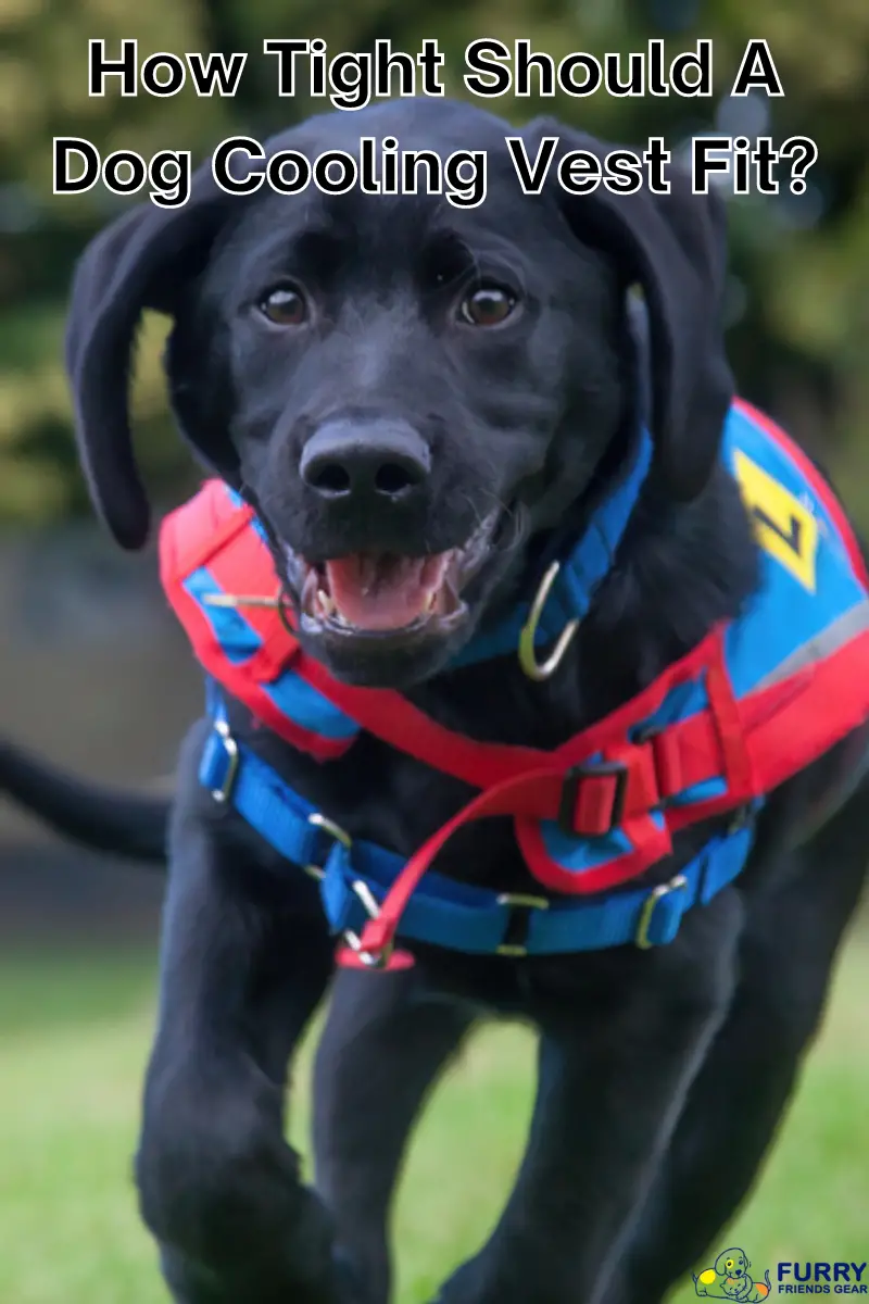 how tight should a dog cooling vest fit