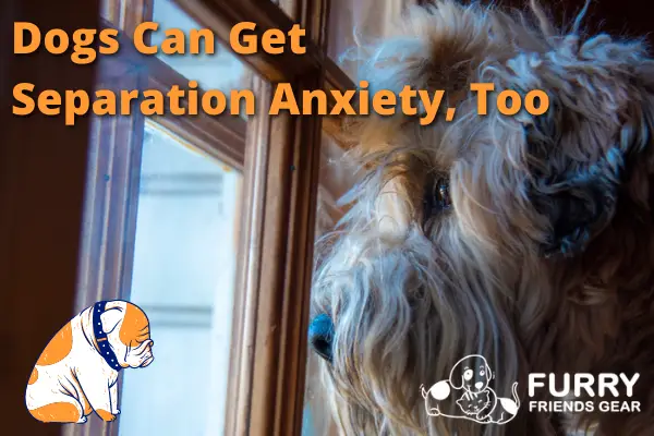 how to help a dog with separation anxiety