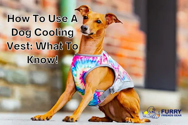 how to use a dog cooling vest
