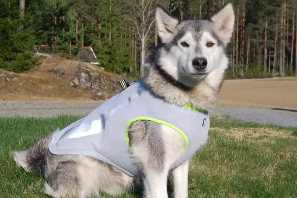 husky in the cooling vest sitting in the grass by the forest