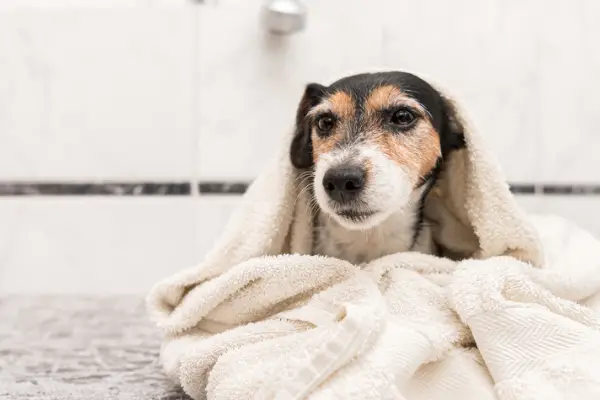 jack russell terrier wrapped in a towel