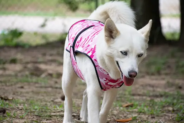 lucolove lightweight dog cooling vest