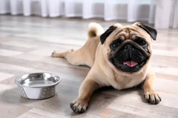 overheated pug sitting next to water bowl