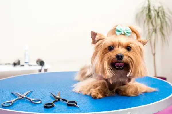 pampered dog with teal bowtie in fur