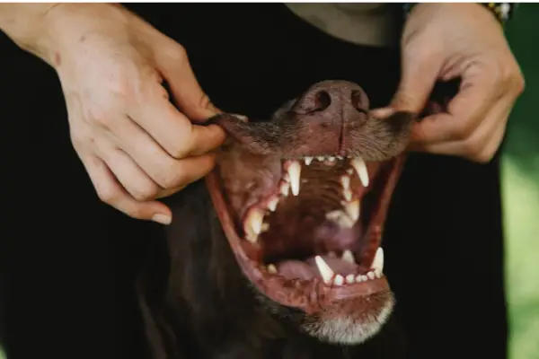 person holding dog mouth open