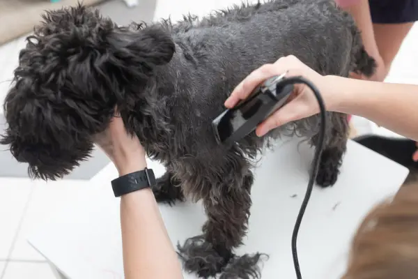 small black dog getting groomed at home with clippers