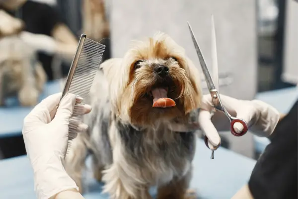 small dog being groomed with comb and scissors