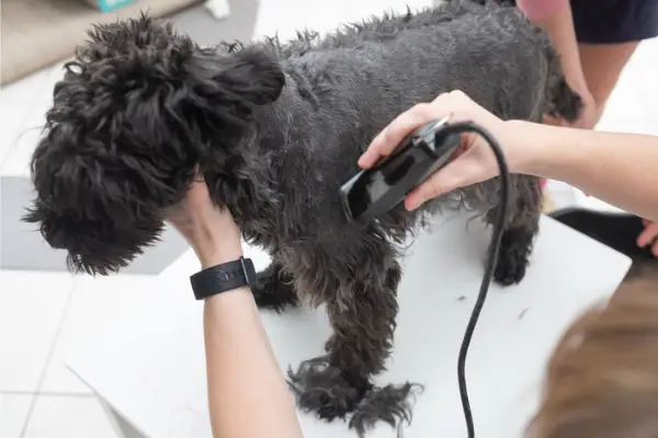 small dog getting fur clipped at groomer