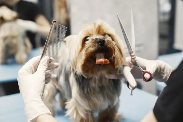 small dog getting haircut at the groomer