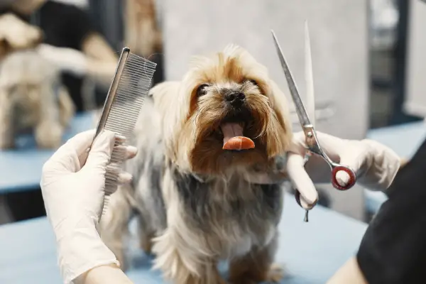 small dog getting haircut at the groomer small dog getting haircut at the groomer