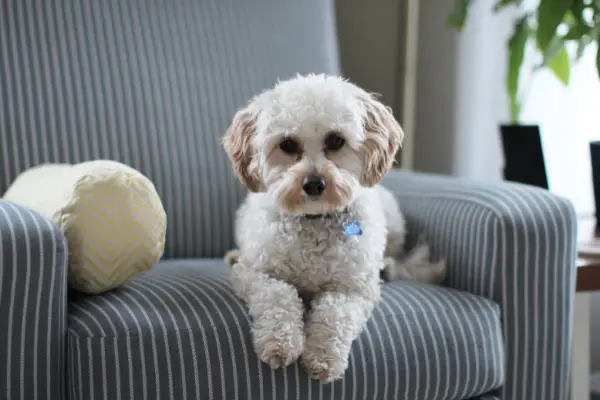 small dog on blue and white striped couch