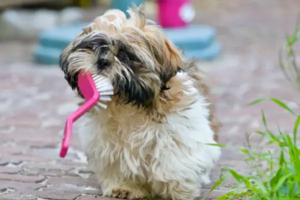 small dog with big pink tooth brush
