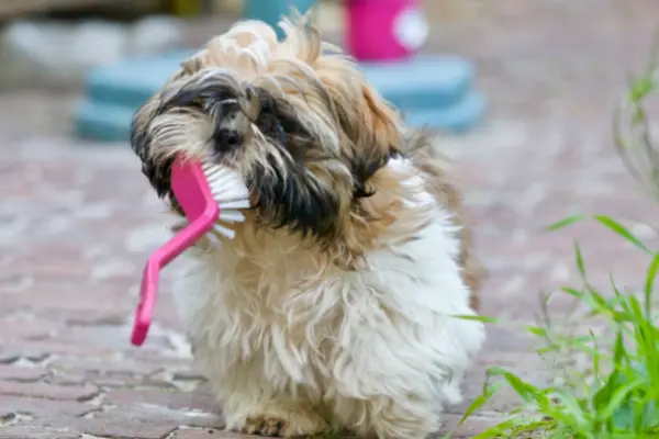 small dog with big pink tooth brush small dog with big pink tooth brush