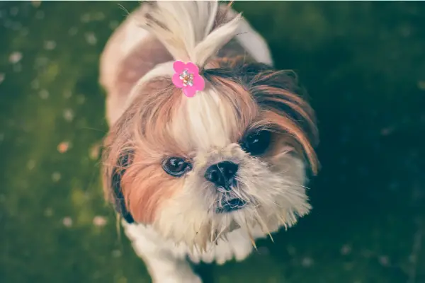 small dog with pink flower clip in fur