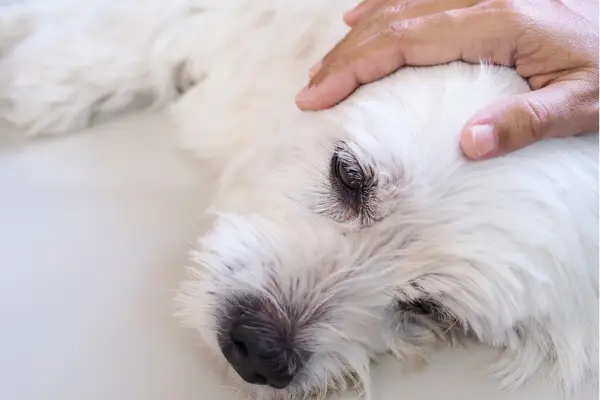 small exhausted white dog