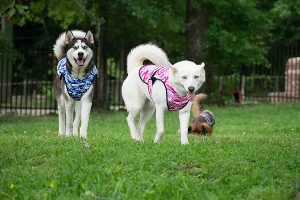 three dogs in the lucolove cooling vest in a backyard
