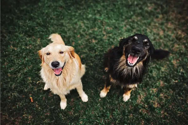 two dogs panting in the grass