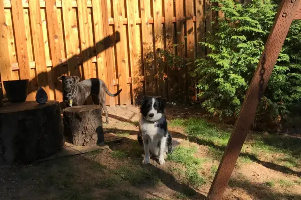 two dogs sitting in yard with shock collar on