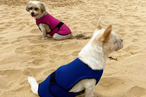 two small dogs sitting on beach wearing the dogzstuff cooling vest