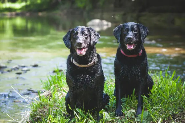 two wet black labs sitting near a stream