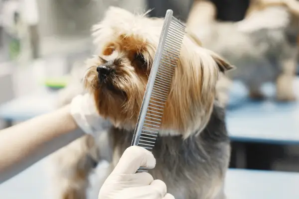 very small dog being groomed with a comb
