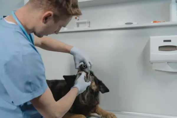vet inspecting dog teeth