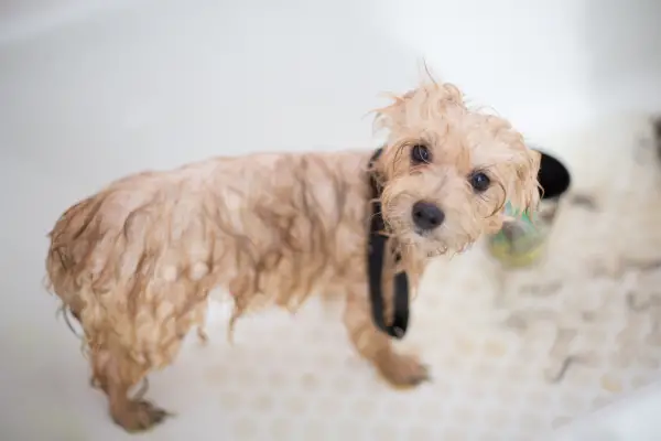 wet dog in bath tub