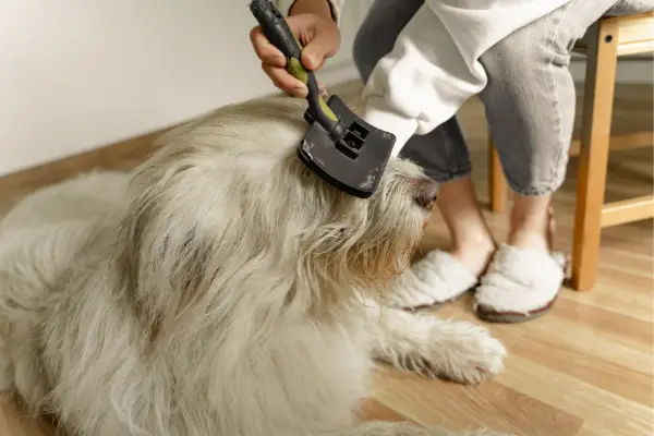 white dog being groomed at home