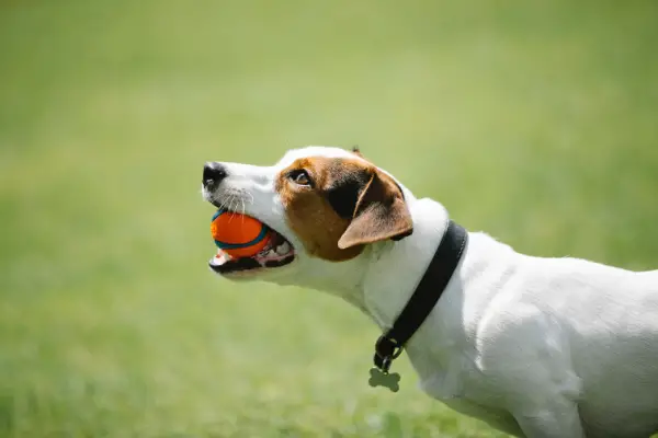 white dog holding orange chew toy in mouth