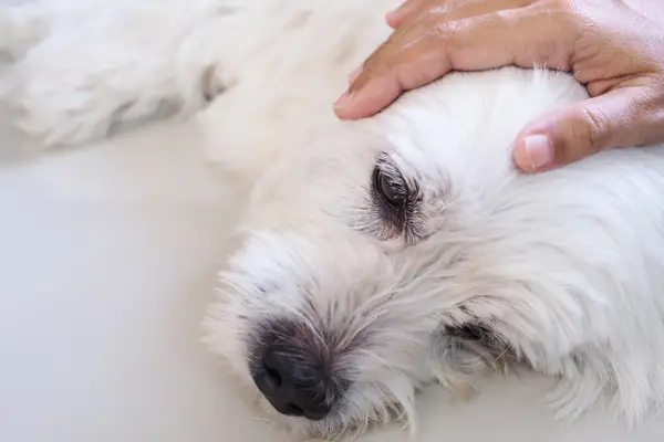 white dog laying down and being comforted by person