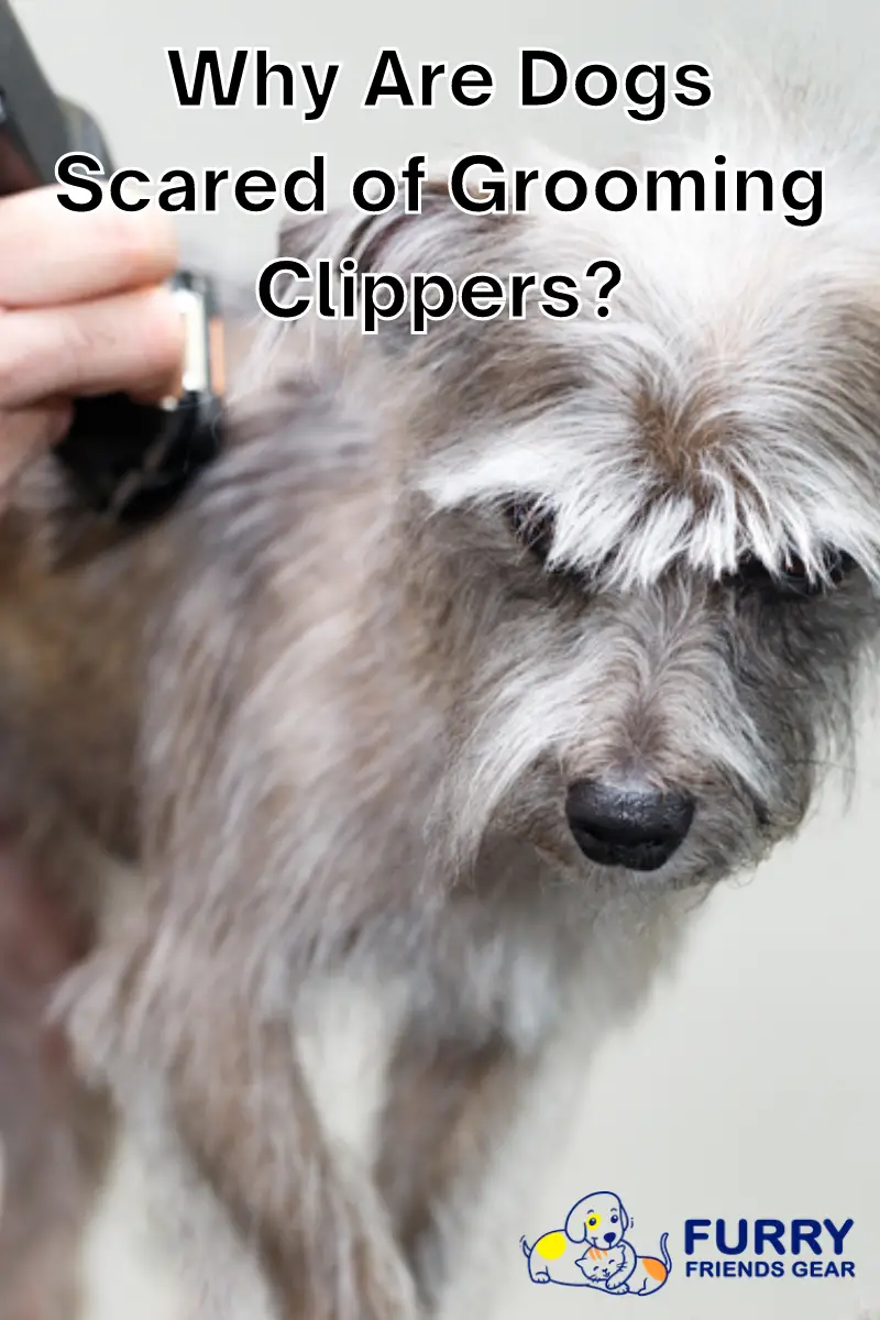 why is dog grooming with clippers scary for a dog PIN