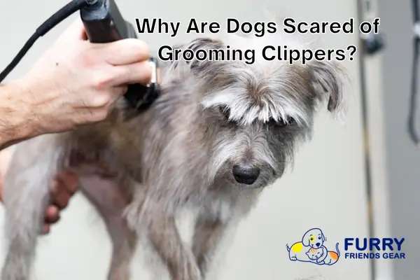 why is dog grooming with clippers scary for a dog